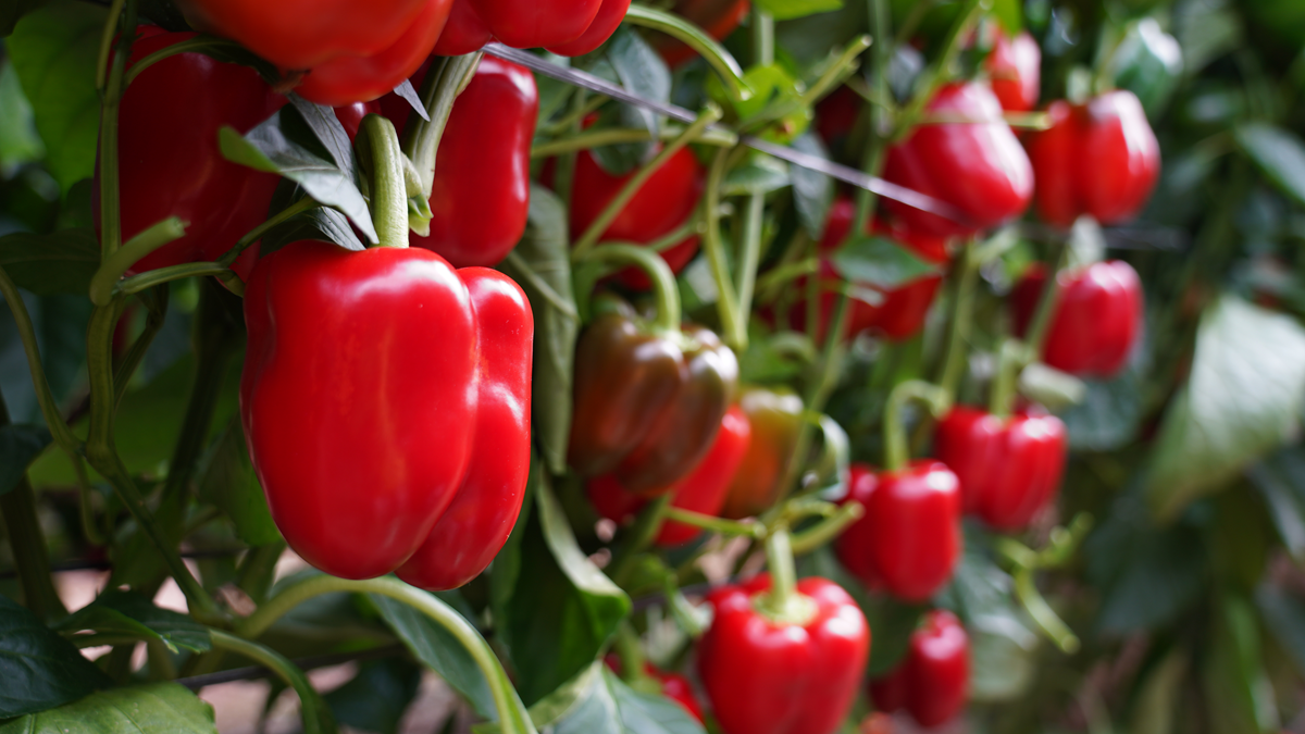 Ramiro Arnedo celebra jornadas en Dalías y El Ejido para mostrar el potencial de esta variedad de pimiento California rojo para ciclo temprano Victoriano F1, tres años de buenos resultados en campo.png